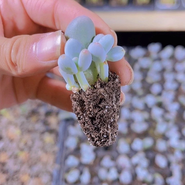 精品米克奶多肉植物