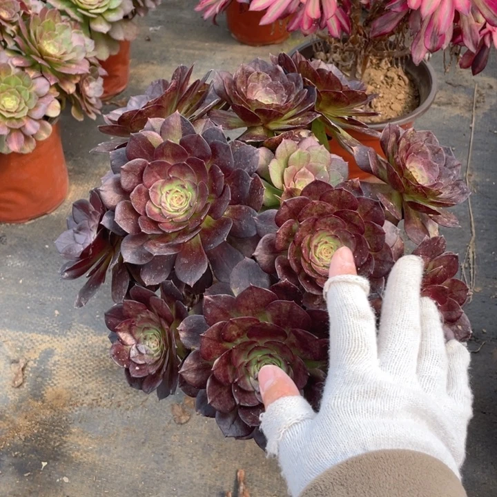 614黑魔法师多肉断枝不售后