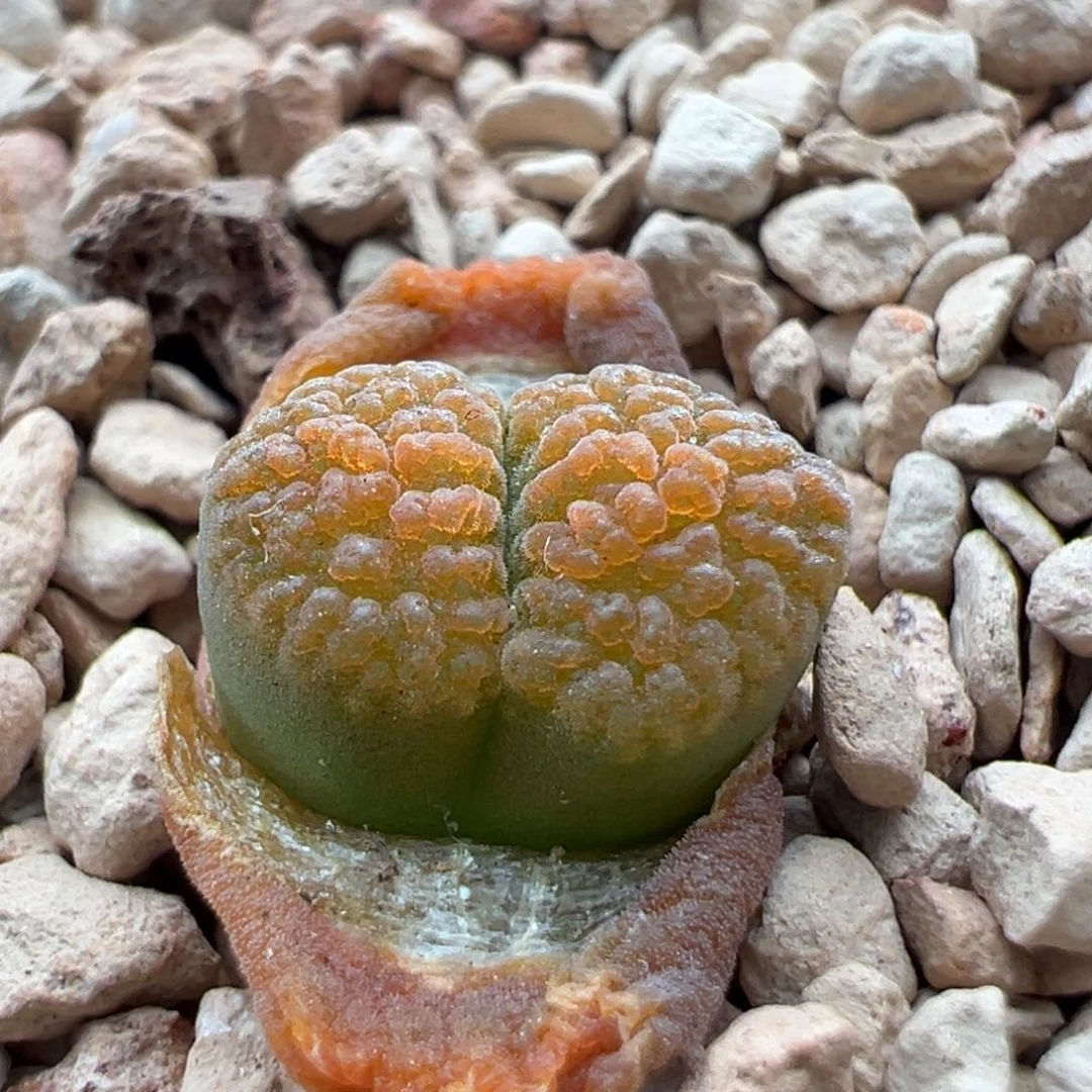 369。青蛙种源eh980超级蛋糕