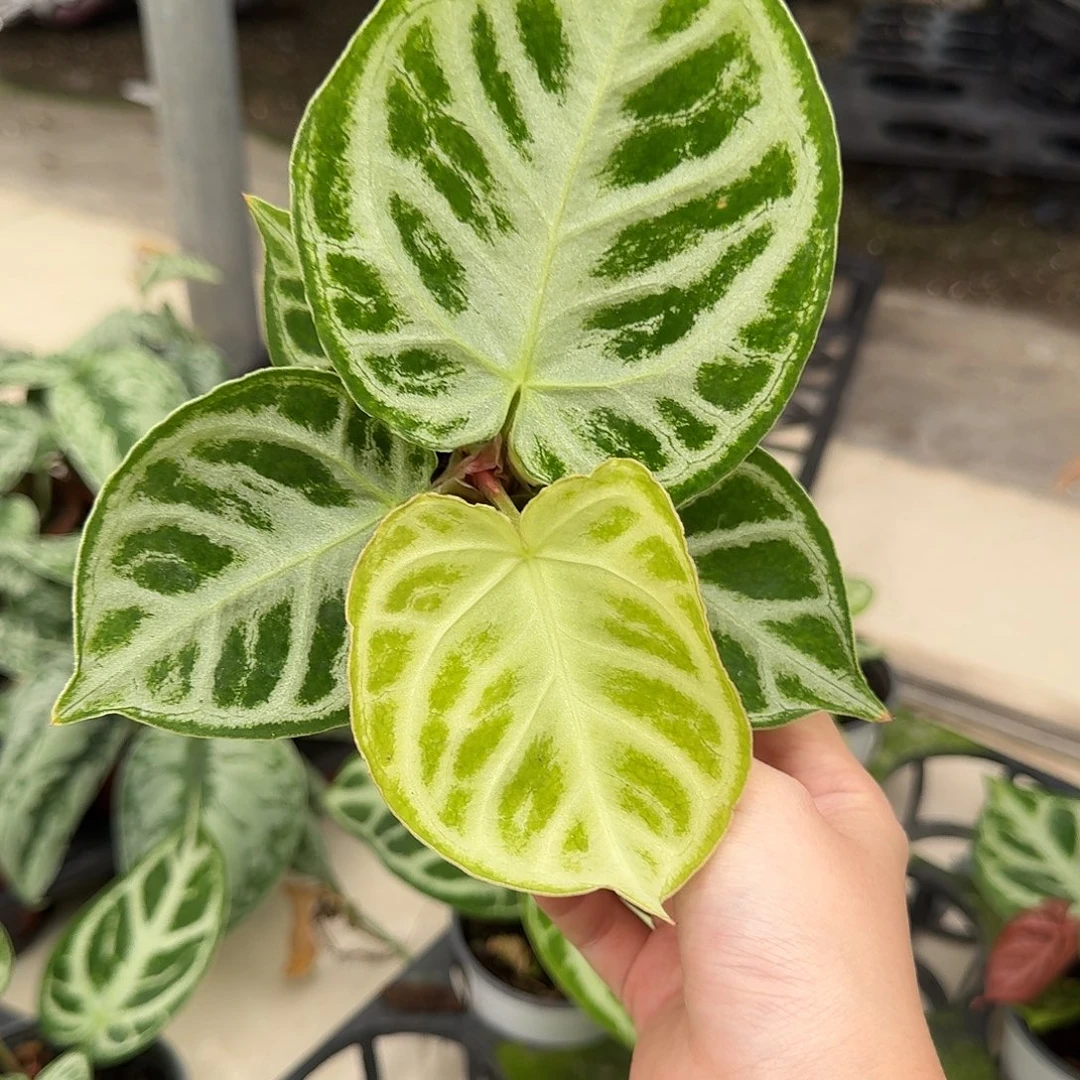 孔****完全开放X148铜锣烧