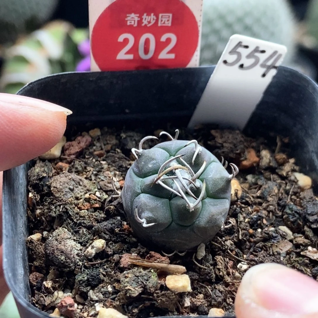 实生离城丸娇丽 1.8cm