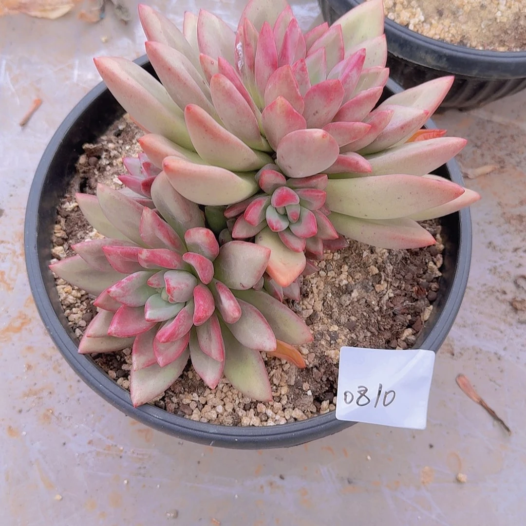 风***0810赫本鲁斯多肉植物