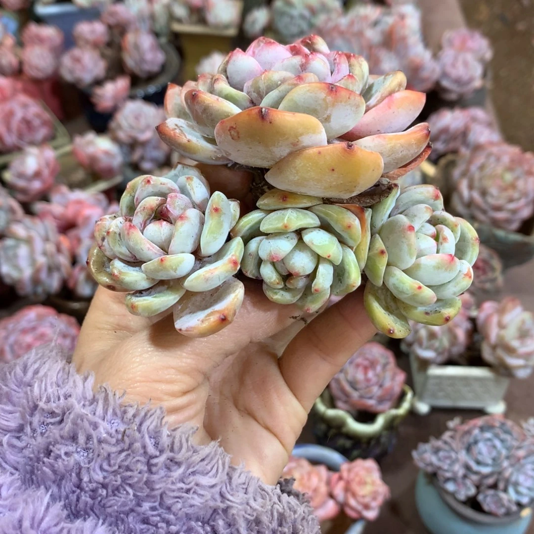 石榴籽哈哈哈哈哈哈哈哈哈