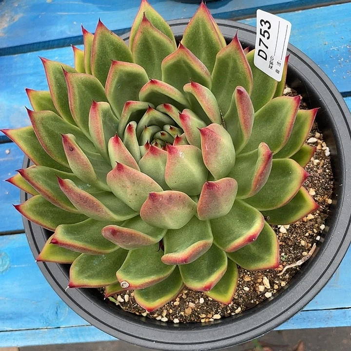 若如东云单拍D753