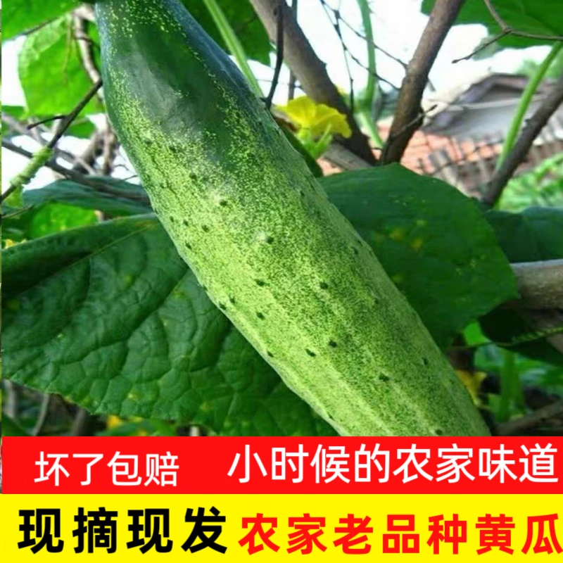 江西农村新鲜现摘黄瓜青瓜土吊瓜当季蔬菜露天种植本地老品种