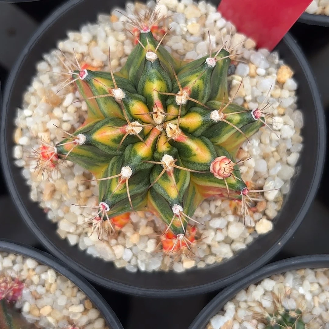 185-1105泰国发货多肉