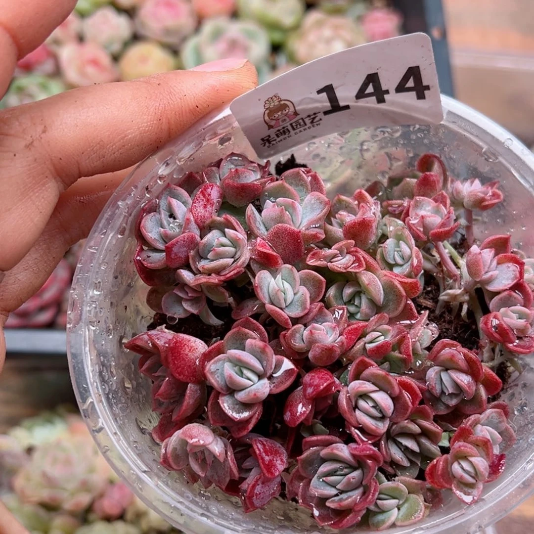 多肉植物多肉植物