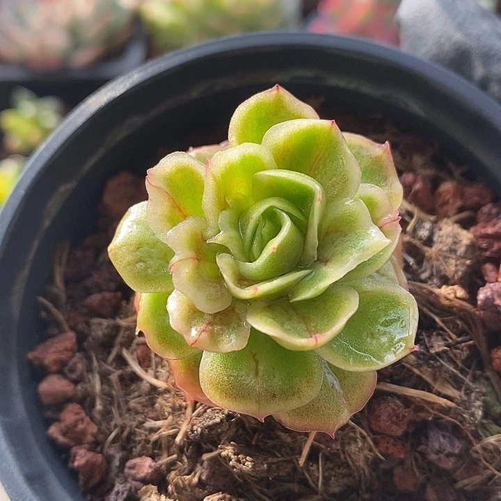 正版泡泡纱裙多肉植物