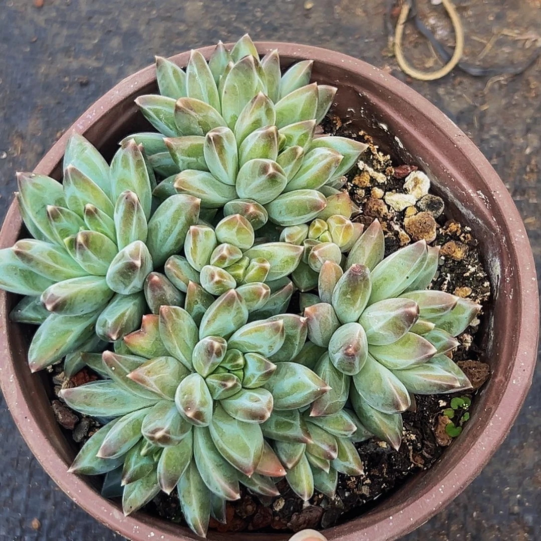 桔云多肉美人精品系列