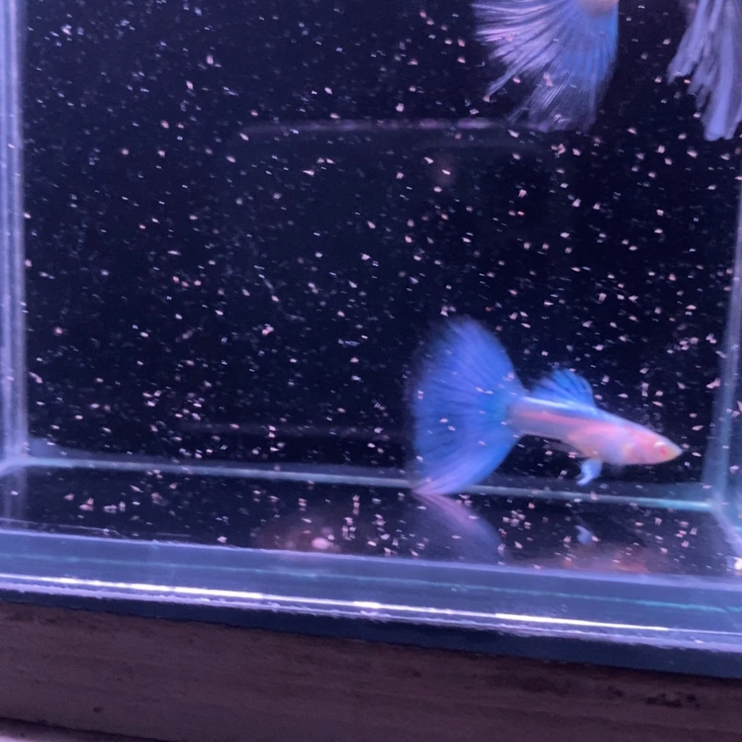 孔雀鱼蓝白绣球一对