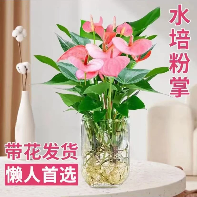 水培粉掌盆栽带花植物室内好养花卉一帆风顺四季常青