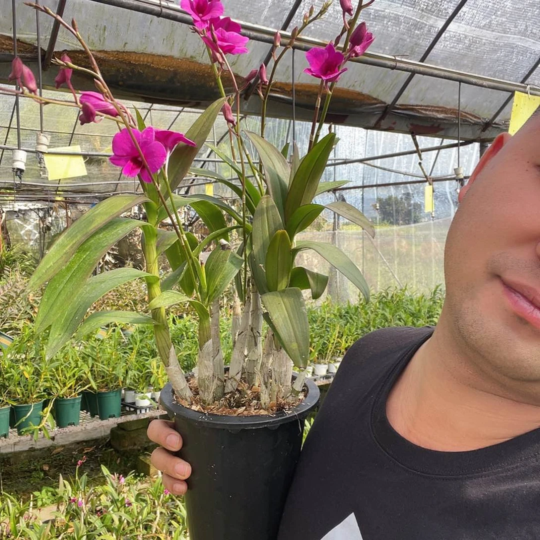 当前无花朵，栽培后可花朵朝阳