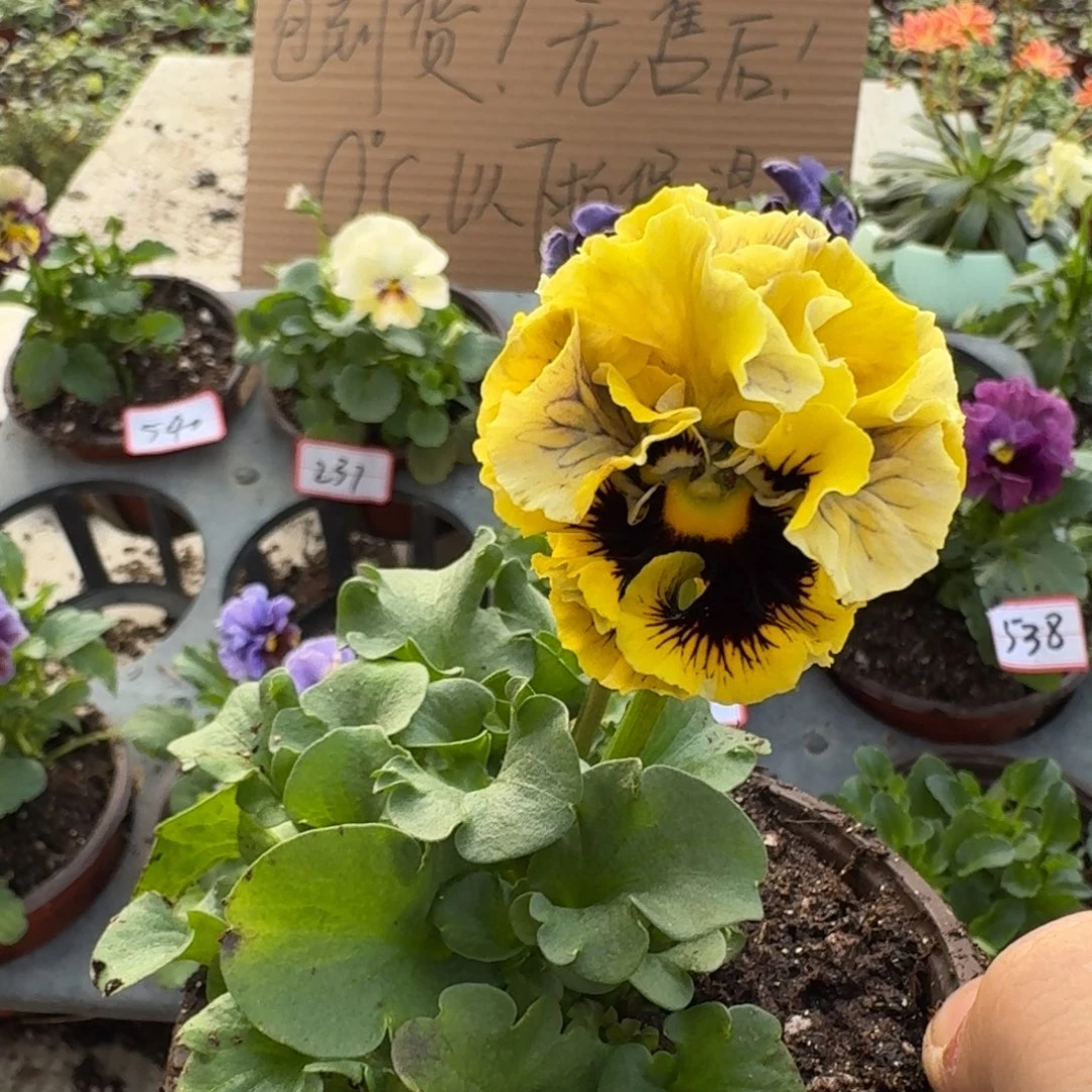 大部分花苞少量开放541