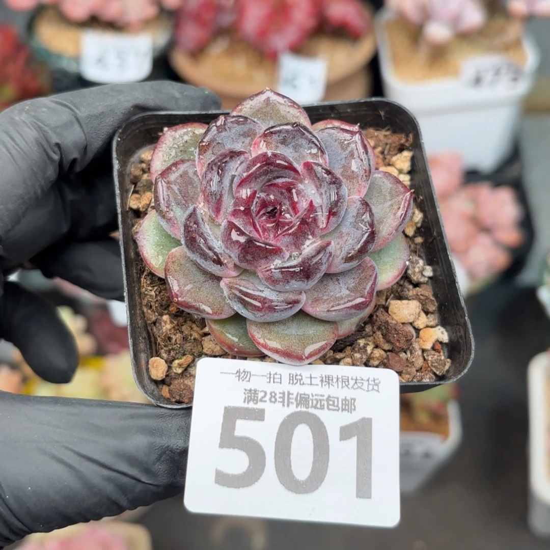 黑冰单头无盆土发货