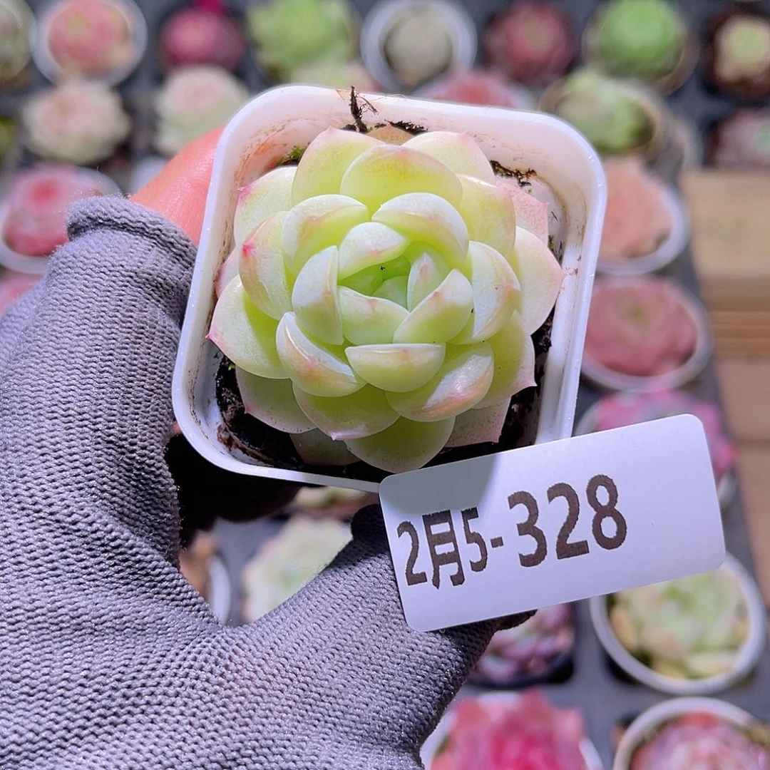 花05-328新品珍妮