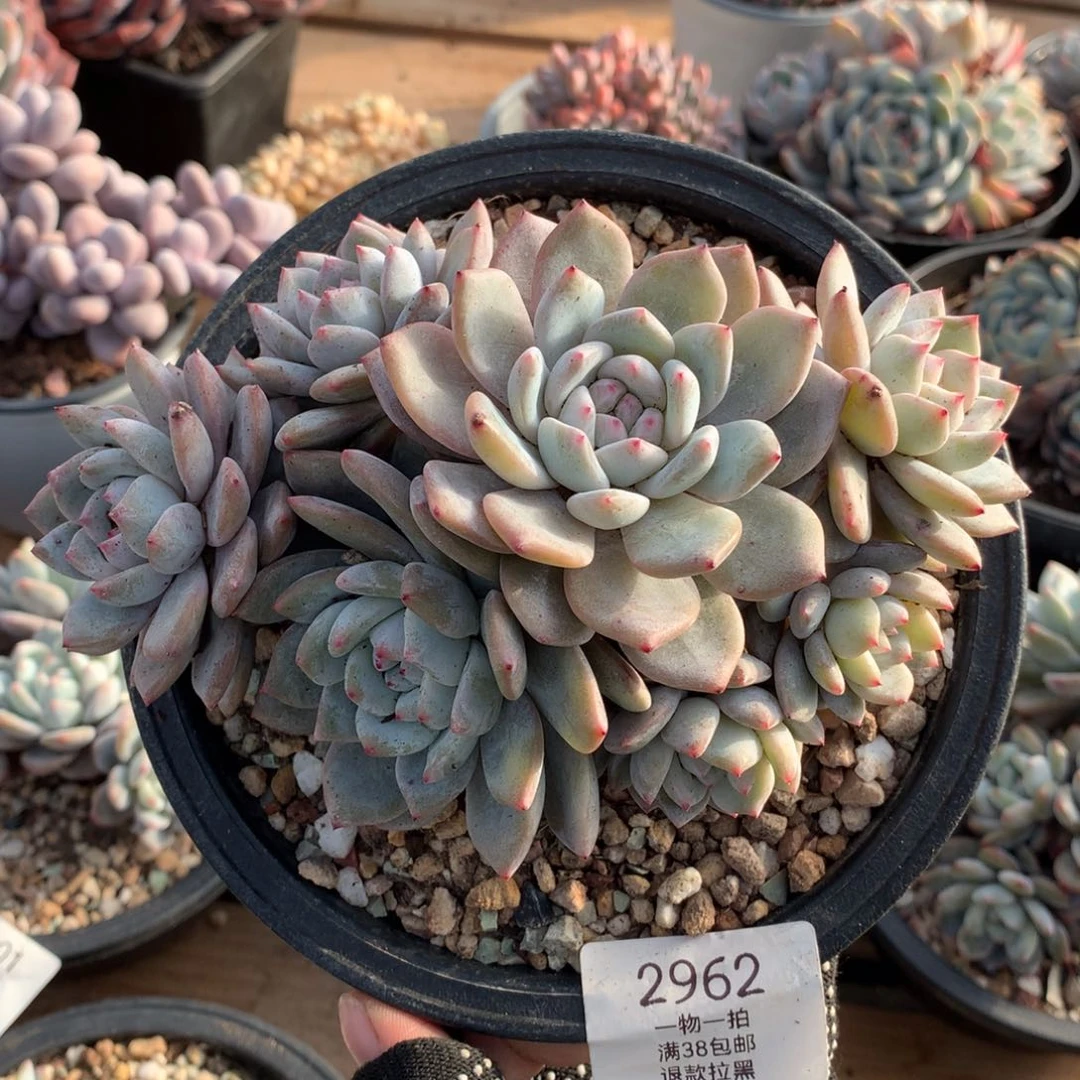 16厘米九头有砍石榴籽2962