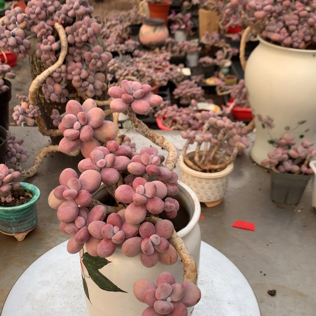 桃蛋老桩不带盆5号