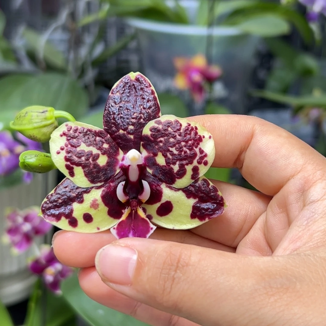 大部分开放少量花苞