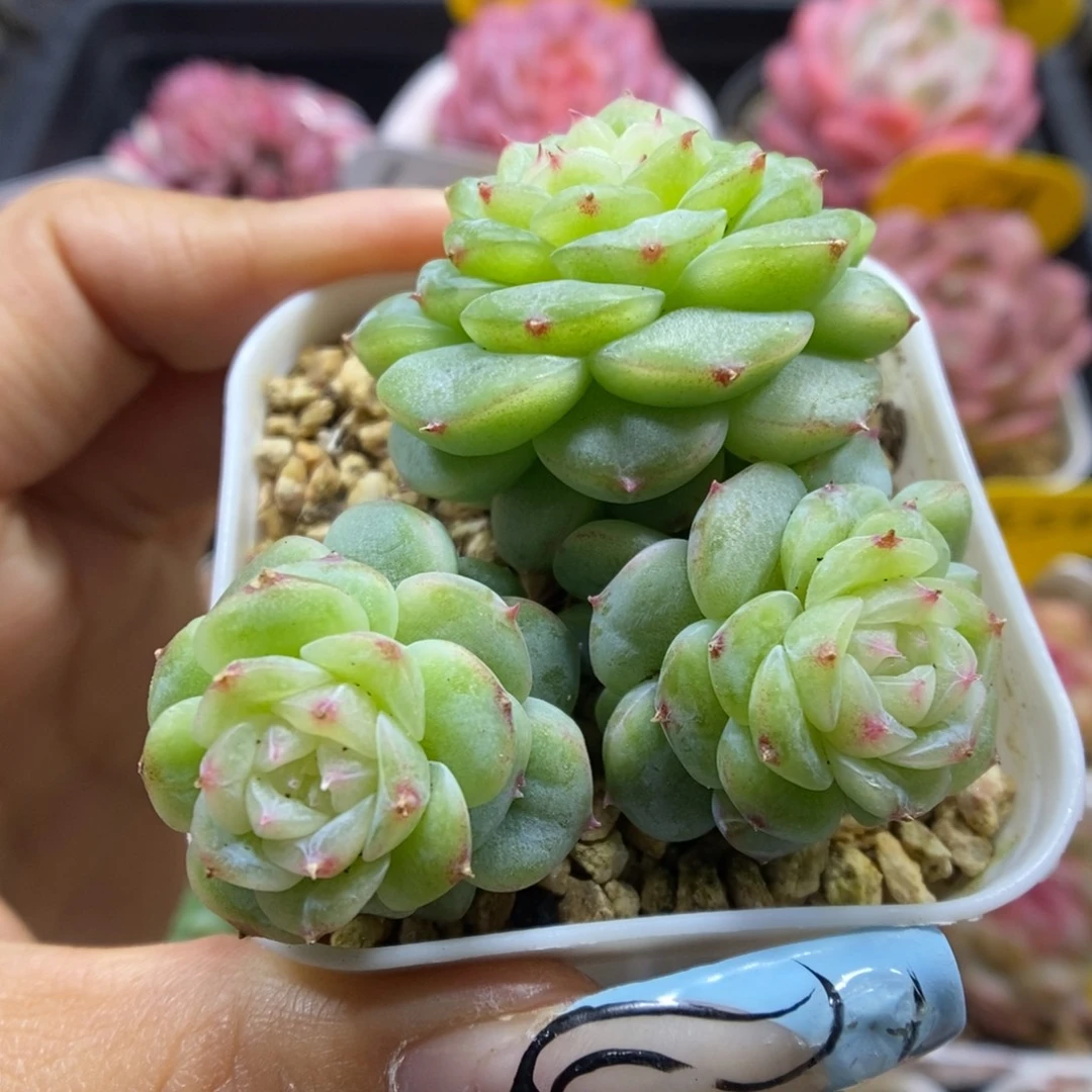 白晶体珍妮群生601号