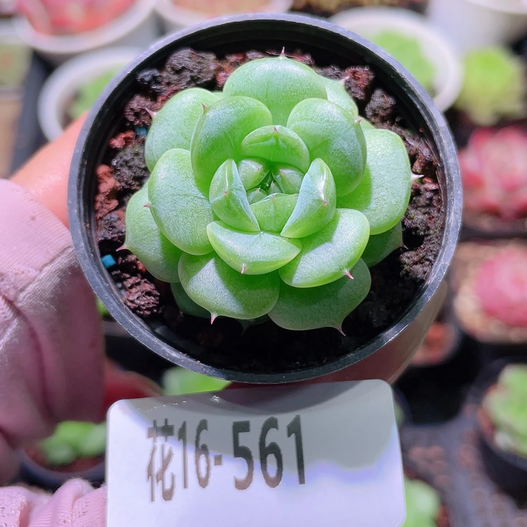 花利美16-561新品