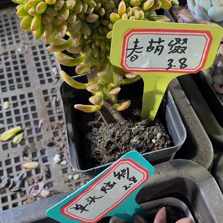 春萌大缀化带盆土发