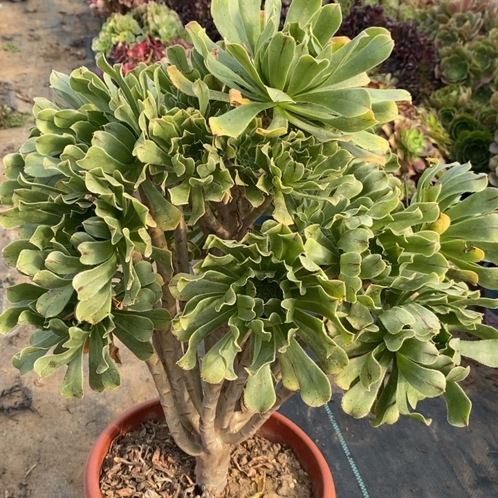 原始绿47多肉植物法师法师