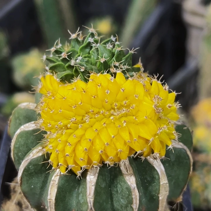 无花朵蒂冠锦缀化716