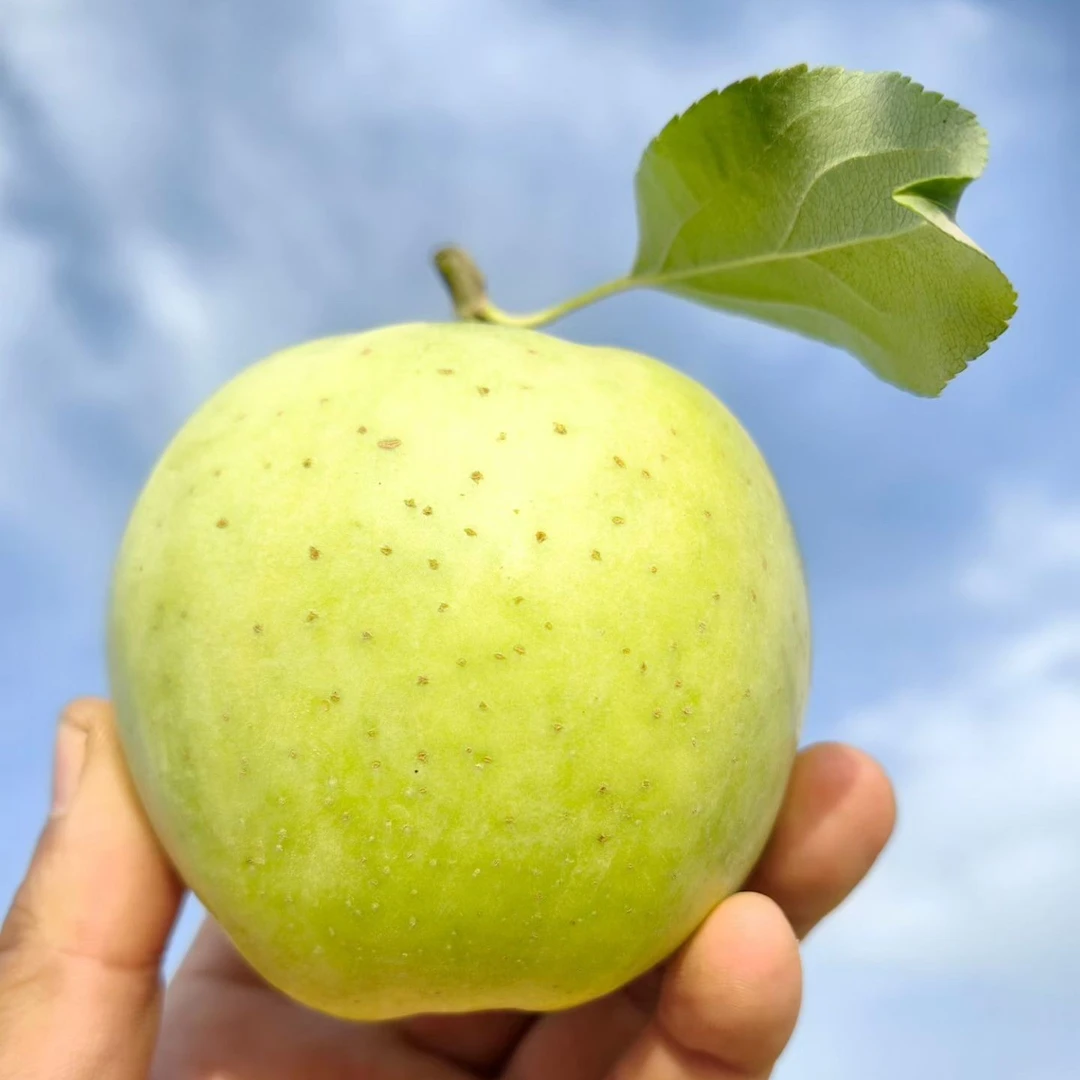 【王林苹果】阿克苏红旗坡产区的王林丑苹果自带兰花香脆甜产地直发