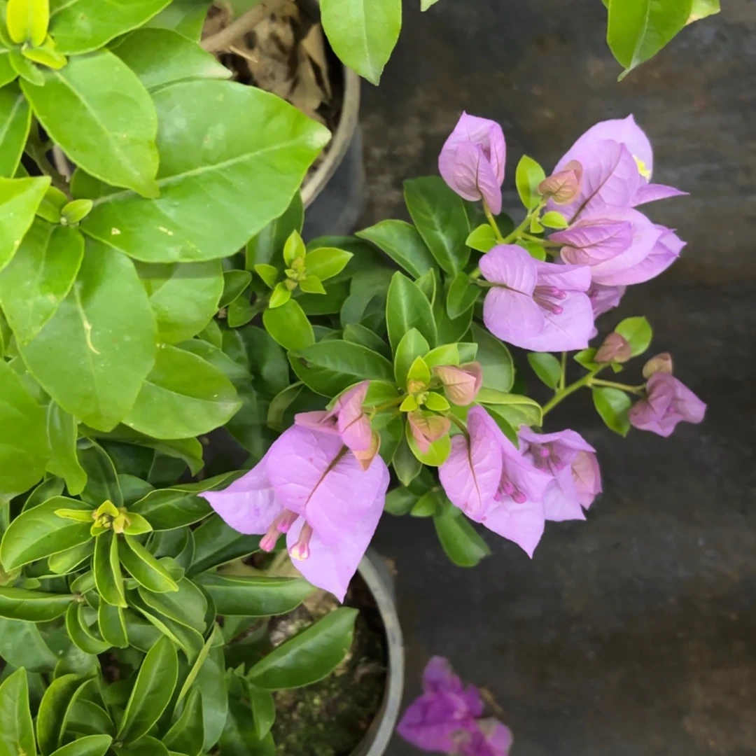 完全开放（艾比）三角梅会落花落叶会光杆苗有大有小