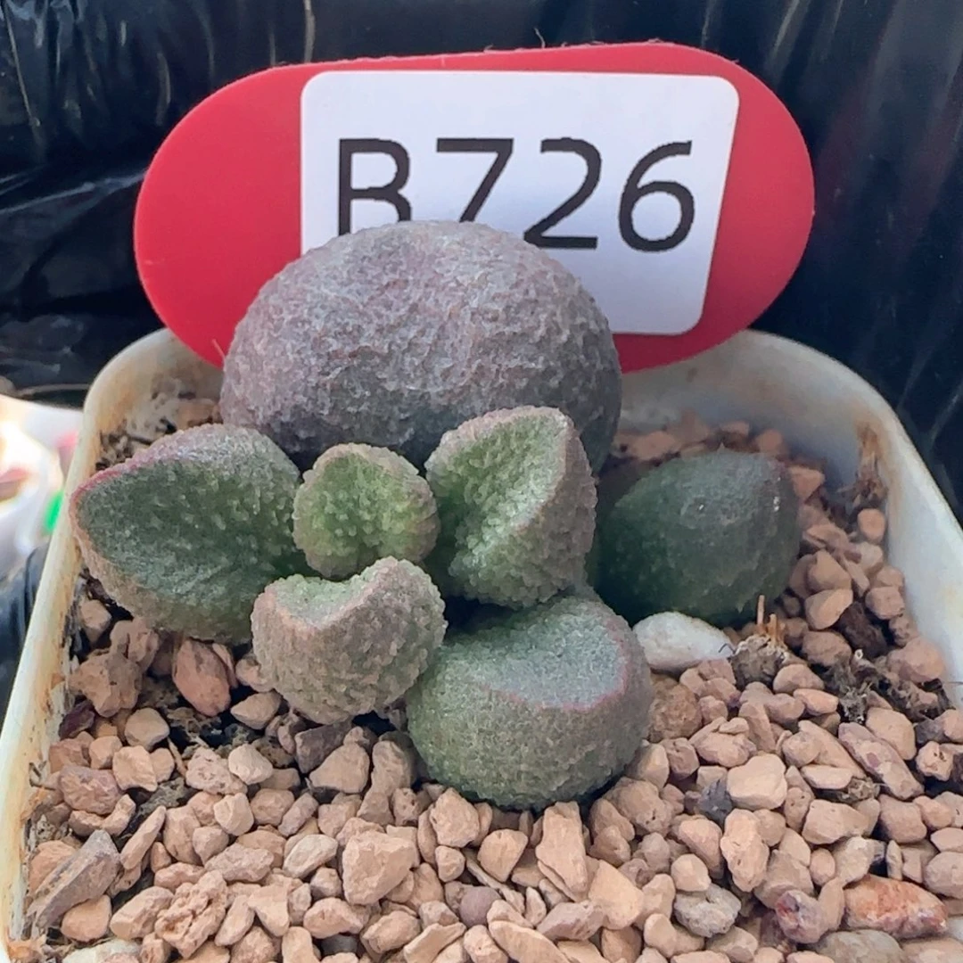 水蜜桃。    726。