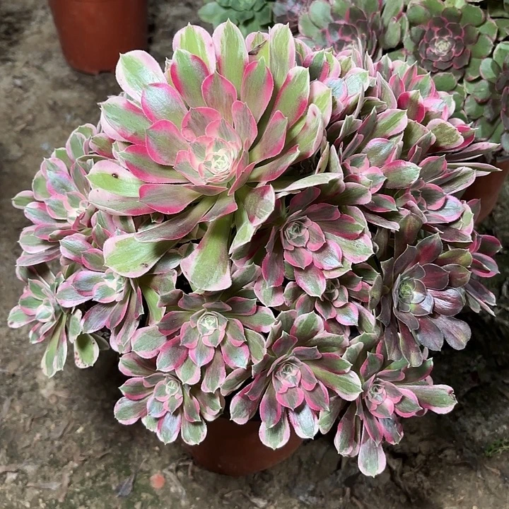 多肉植物粉女郎25