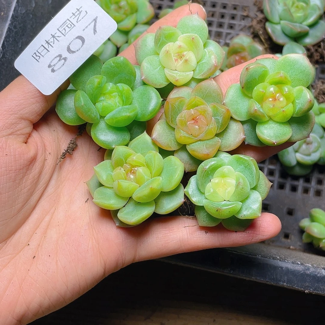 C***儿  多肉植物多肉植物807