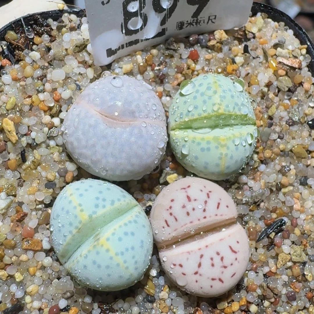 zzzz精品生石花899