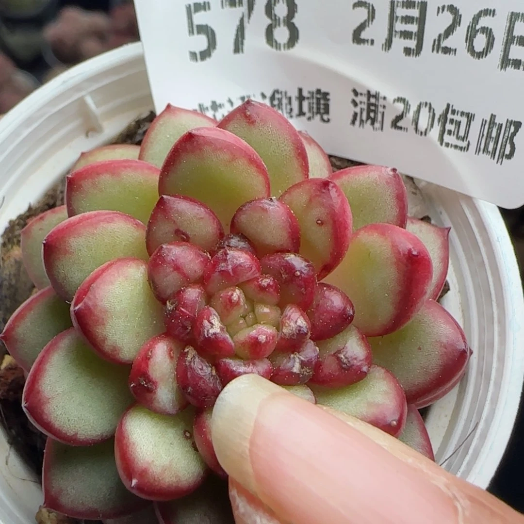花语逸镜0226-578有热泡