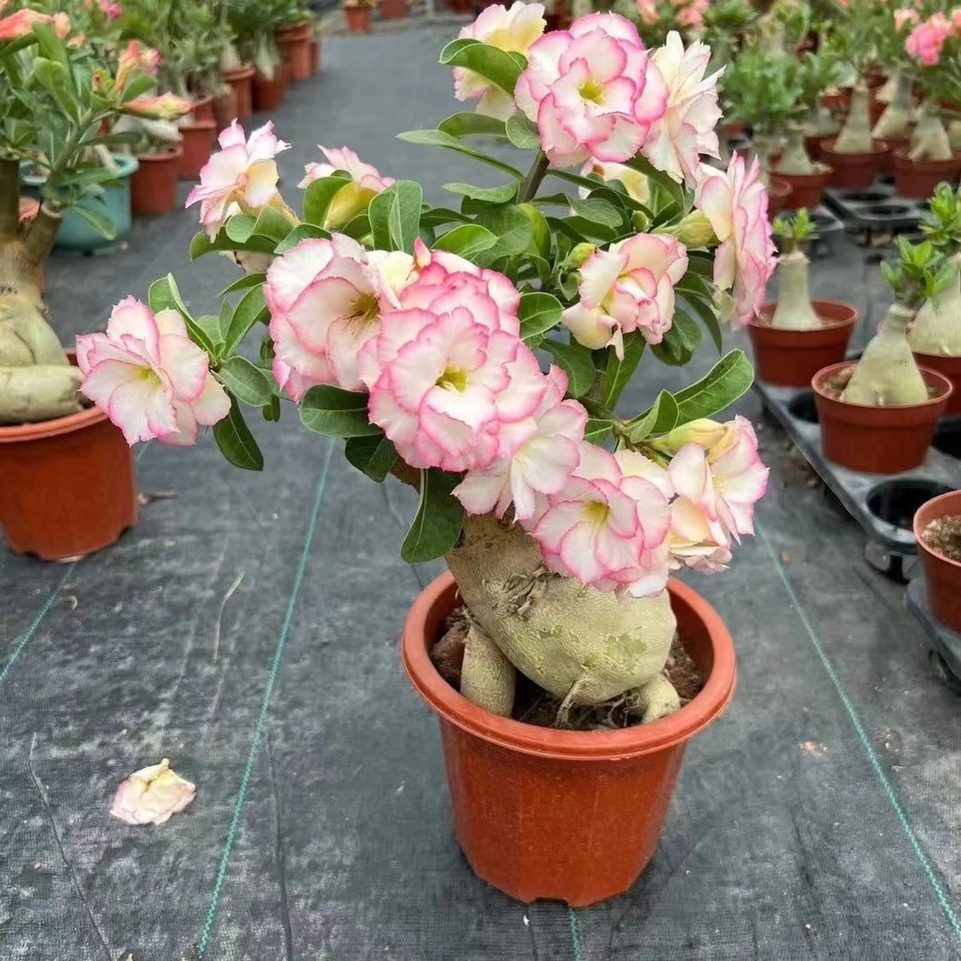 【一年大苗】沙漠玫瑰懒人花卉耐旱耐热庭院阳台可栽绿植基地直发