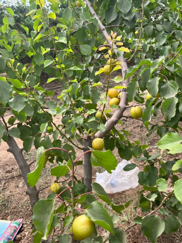 【京东】珍珠油杏现摘现发树上熟软硬两吃一杏两吃杏核也好吃