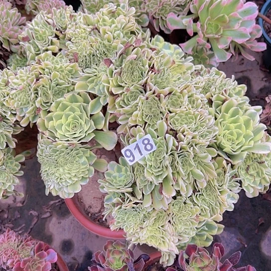 。***，多肉植物一个绿豆沙追