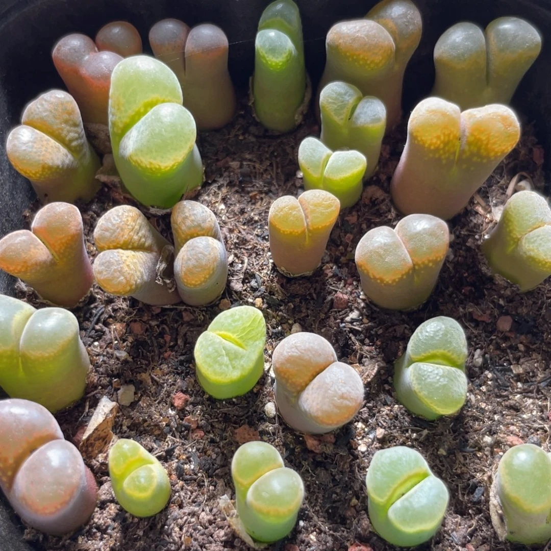 今晚大盆特价更新～43