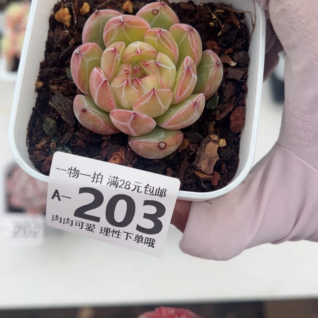 雪花珍妮多肉多肉多肉