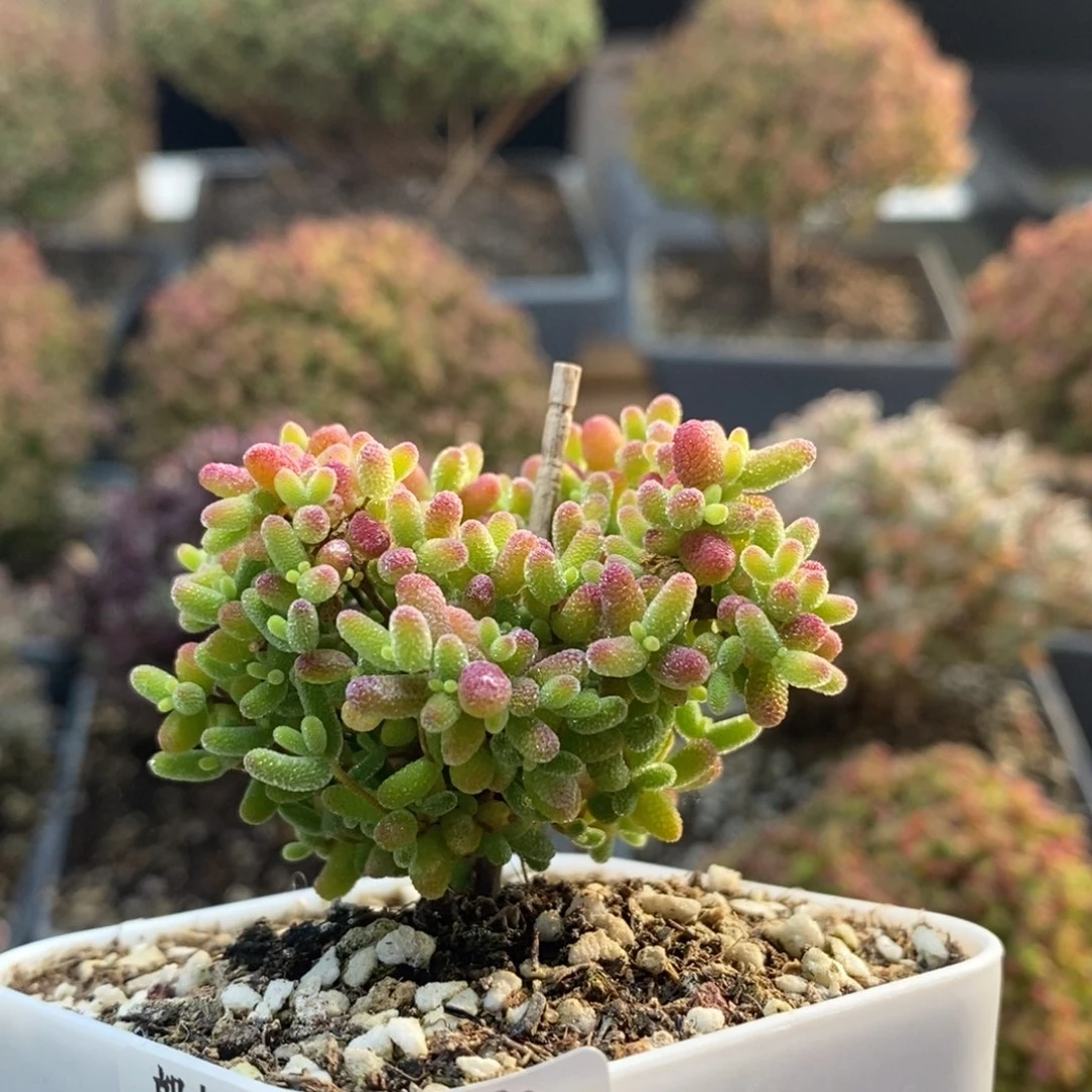 吃***糖蜜橘糖球4767年后发货