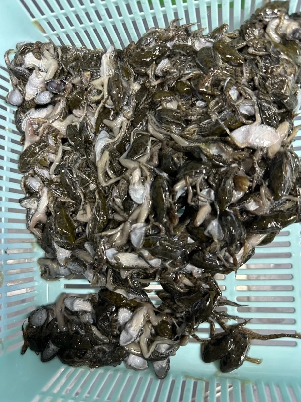 【稻田蛙专拍链接】雷龙鱼龙鱼牙鱼魔神等主食饲料口粮独立包装