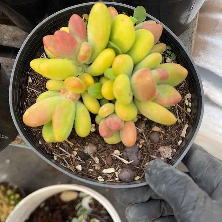 青蛙王子儿童牙膏套装11