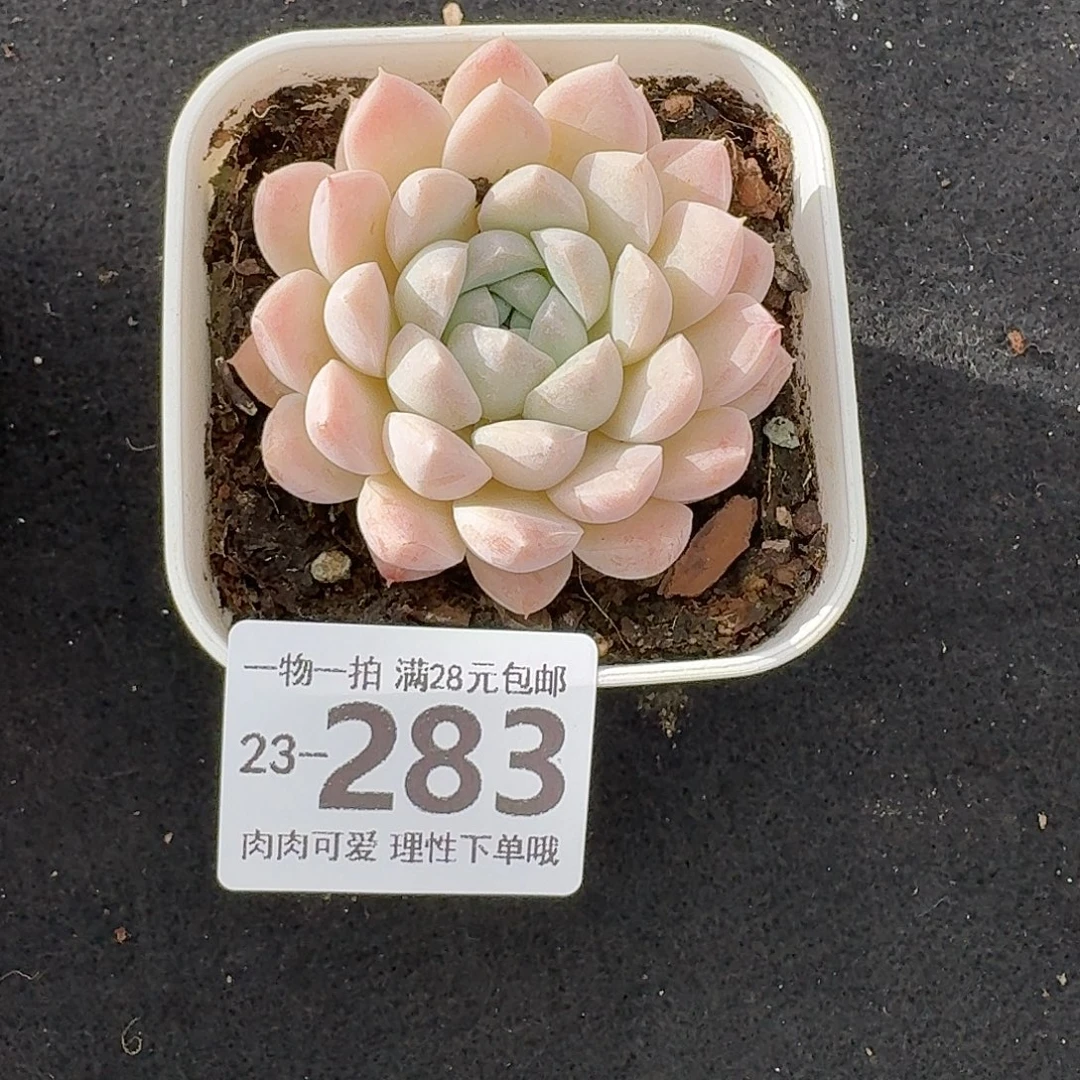 奶油美人无盆土发货