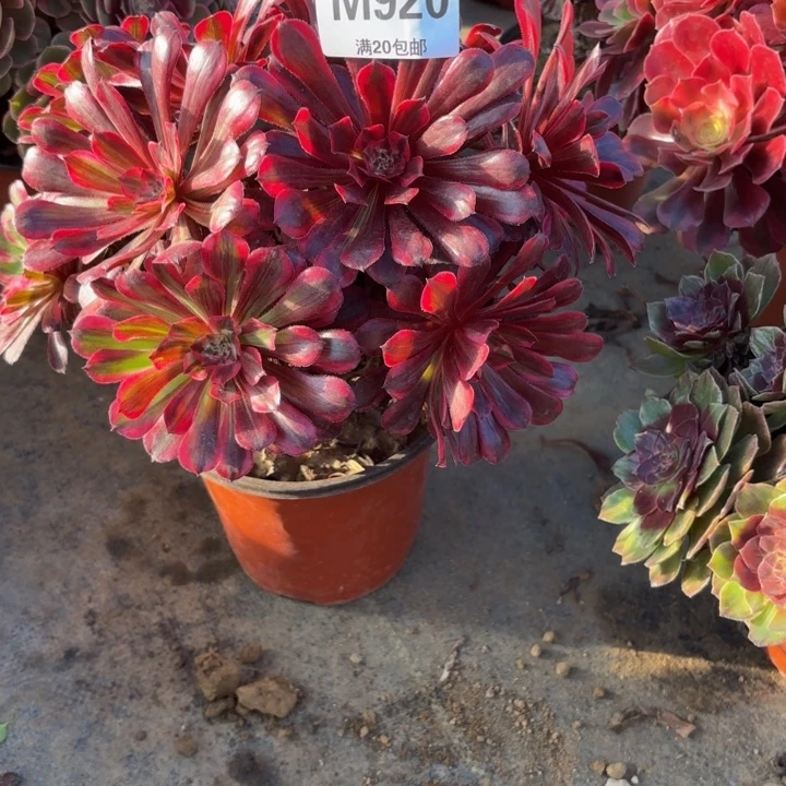 瑞妈，，。。。。。920同花顺，