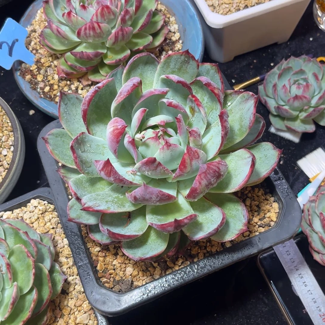 橘****）开播福利惊鸿仙子多肉