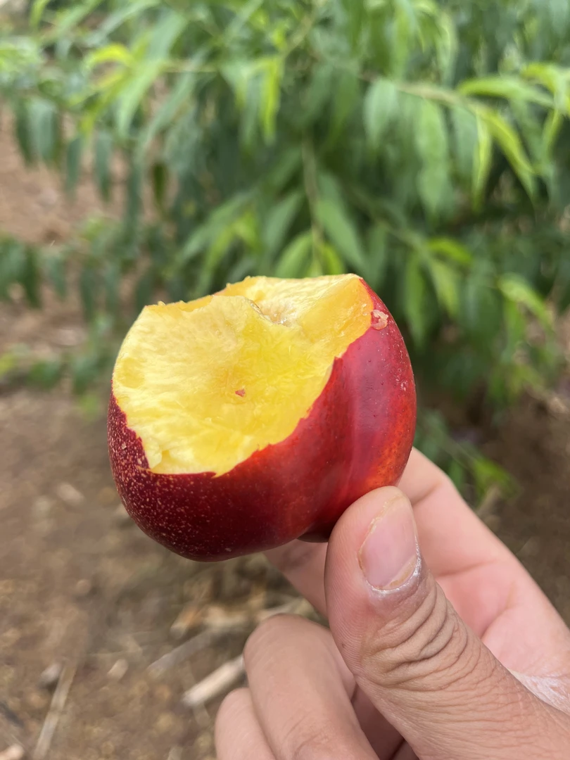 云南高山黄心油桃新鲜采摘应季水果现摘现发净重5斤（软脆都可以吃