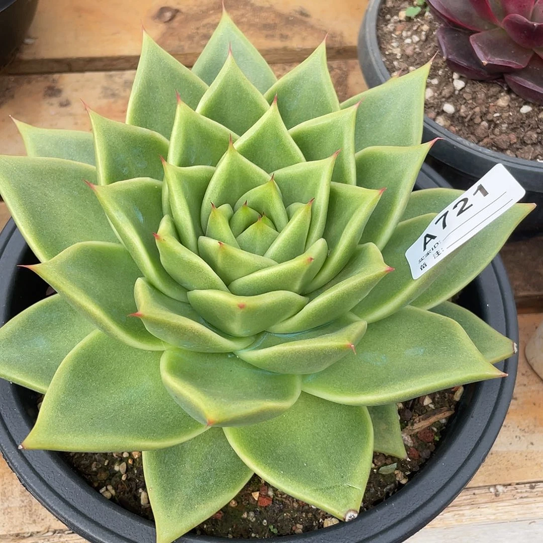 若如东云单拍A721