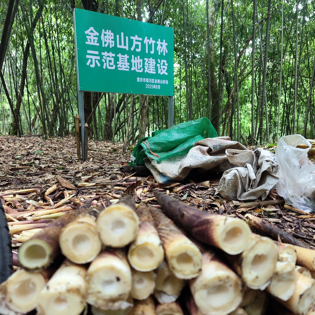 重庆金佛山特产当季节新鲜带壳方竹笋现挖现发