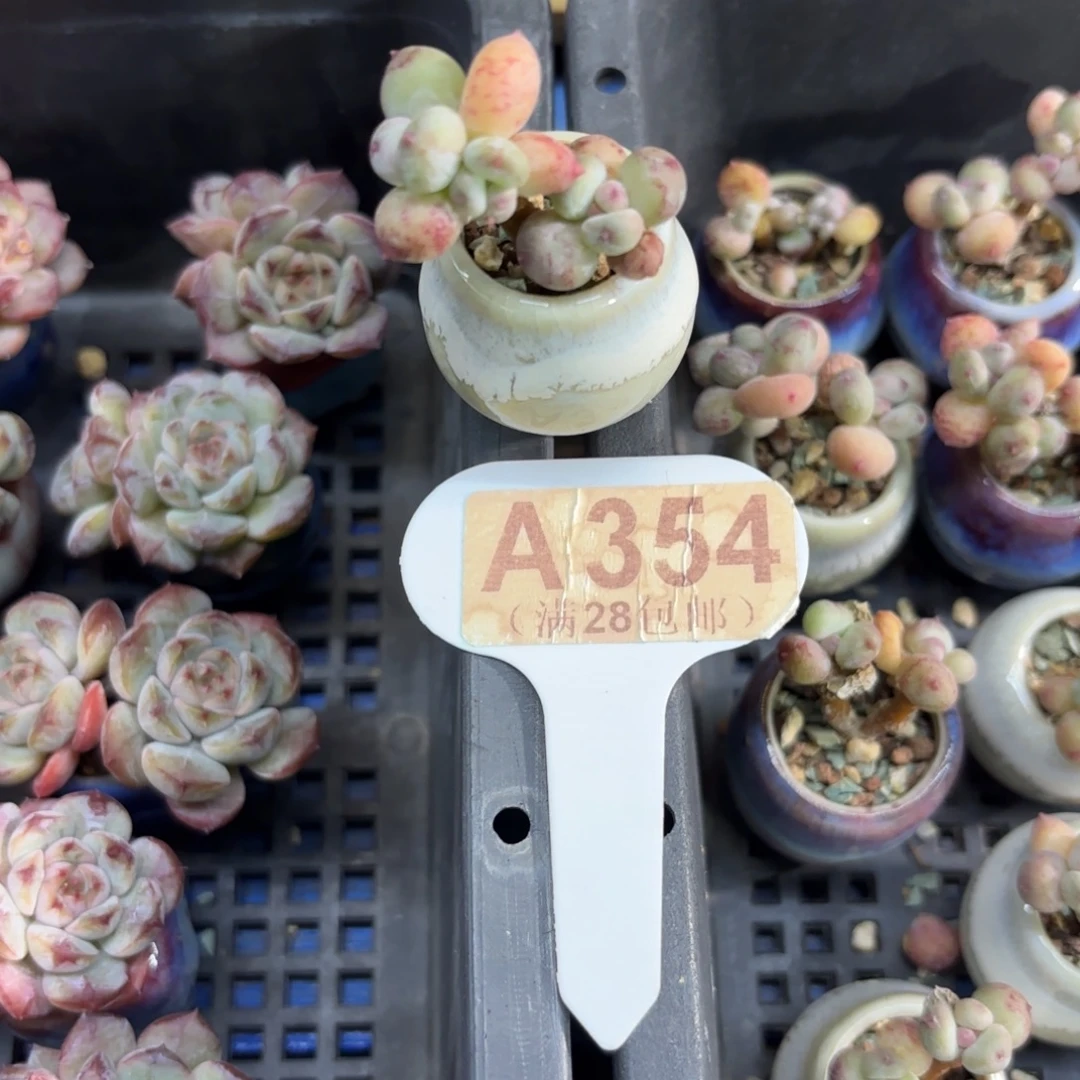 A354萤火虫一物语拍