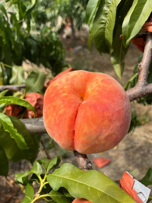 【重庆四川专拍】毛黄蟠桃果园现摘现发当季新鲜脆甜水果10斤